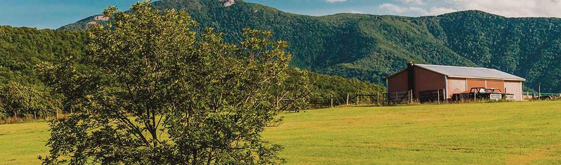 Tree and barn in a yellow field